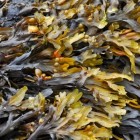 Boeren met zeewier: zeewierproducten uit de zeewierbranche