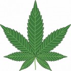 Marihuana: wat is het en wat doet het met je?
