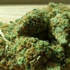 Cannabis: schadelijke effecten van blowen en wietgebruik