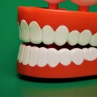 De opleiding tot tandtechnicus