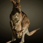 Kangoeroe- of mantelzorgwonen: voor- en nadelen