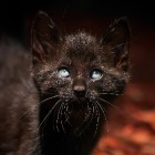De Zwarte kat: vereerd en verguisd