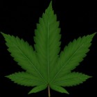 Is cannabis tegenwoordig sterker dan vroeger?