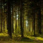 Het dertigersdilemma- door de bomen het bos niet meer zien
