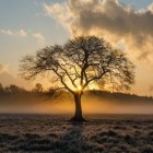 De symbolische betekenis van bomen in de Bijbel