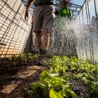 Werken als steksteker: agrarisch medewerker in de tuinbouw