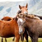 hulpverlening Therapie met paarden: diagnostiek en hulpverlening
