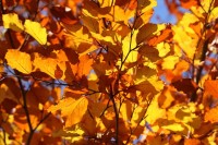 verdorde herfstbladeren: in de herfst van je leven? / Bron: PublicDomainPictures, Pixabay
