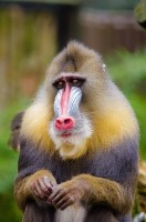 Het redenerend vermogen van de mens dient hetzelfde evolutionaire doel als de eigenschappen van andere dieren, zoals de rode billen van een baviaan / Bron: Janeb13, Pixabay