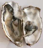 Binnenzijde van de Japanse oester / Bron: David Monniaux, Wikimedia Commons (CC BY-SA-3.0)
