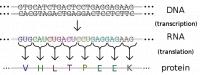 Genen komen tot expressie doordat ze worden overgeschreven naar een mRNA-molecuul, dat vervolgens wordt vertaald naar een specifiek eiwit. / Bron: Madprime, Wikimedia Commons (CC BY-SA-3.0)