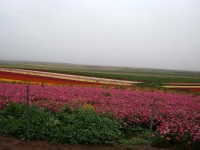 Bloemen geteeld voor export (in Israël) / Bron: Onbekend, Wikimedia Commons (Publiek domein)