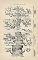 Tree of life by Haeckel / Bron: Ernst Haeckel, Wikimedia Commons (Publiek domein)